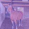 paardenthebest