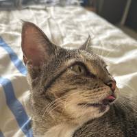 TikTok Account Photo