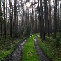 naturesthenics