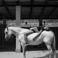 equestrian.sbf