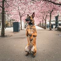 TikTok Account Photo