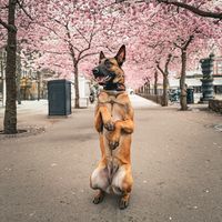 TikTok Account Photo