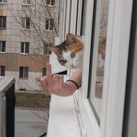 TikTok Account - https://p16-pu-no.tiktokcdn-eu.com/tos-no1a-avt-0068c001-no/6d558d40ce7f6c09a20fc37455b15ae0~tplv-tiktokx-cropcenter:200:200.jpeg