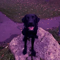 original sound - sully_assistance_dog