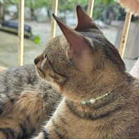 cat_lover1195