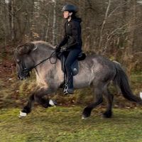 ice_horse_ari