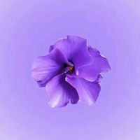 desy59479