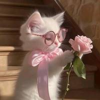 pisicutalove007