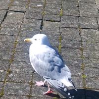 original sound