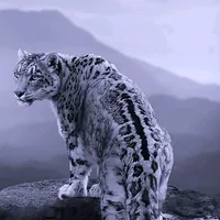 Sound image