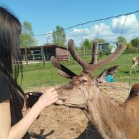 ilovdeer