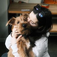 irishterrierpup