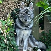 nanamywolf
