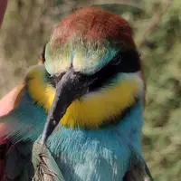 totuleiluzie