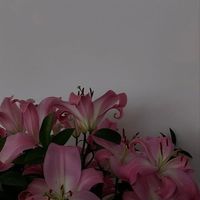 prvt_c2