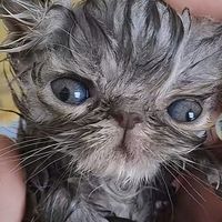 imsocuteokey