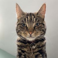 toobusywithcats