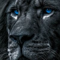 leone_ferocee