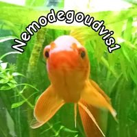 nemodegoudvis1