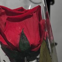 amoreterno21ad