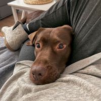 chocolabmilka