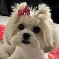 candy.bella038