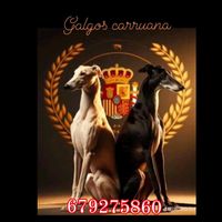 carruana1