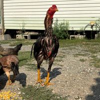 manel_coq