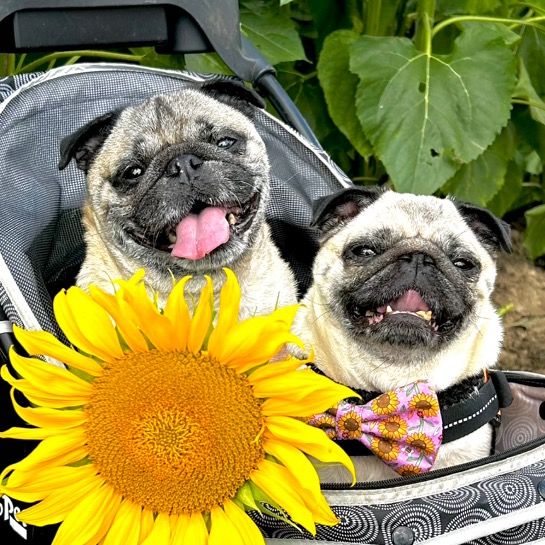 Frank and Brenda pugs - original sound