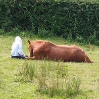 eve.equestrian.x
