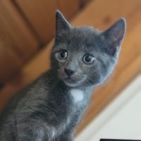 catoftiktok993