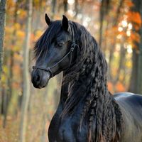 horsezora