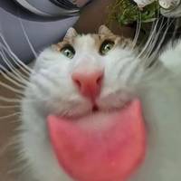 altaylorsver
