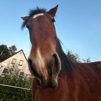 butterelfe.com