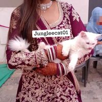 jungleecat01