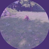 jasmine_astra