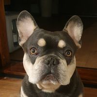 lou.the.schmou