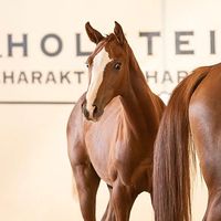 harryhorses54