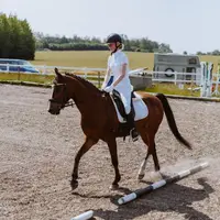 _dressage_pony_