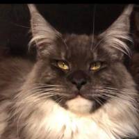 animal_madness_2024