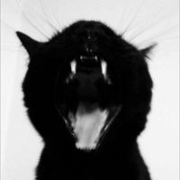 TikTok Account - https://p16-pu-no.tiktokcdn-eu.com/tos-no1a-avt-0068c001-no/ade34f88a3aff482d7d6f490854de9c3~tplv-tiktokx-cropcenter:200:200.jpeg