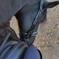 equestrain..videos..xx