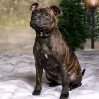 joystaffie25