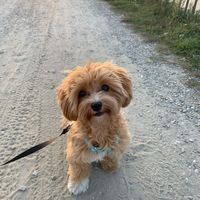 stich_zugaj5