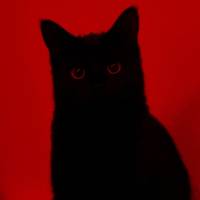 red_kitty4