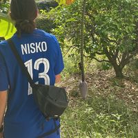 nisko.am29