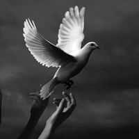 00whitebird00