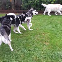 husky_loves_2024