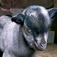 Sound image