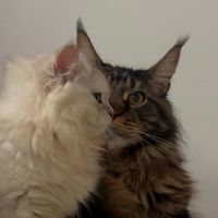 dotmainecoon